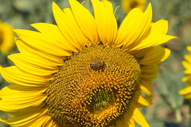 Campo di girasoli dorati luminosi al tramonto