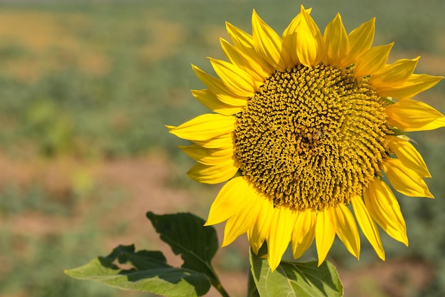 Campo di girasoli dorati luminosi al tramonto