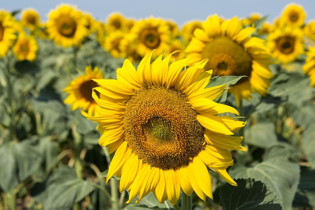 Campo di girasoli dorati luminosi al tramonto