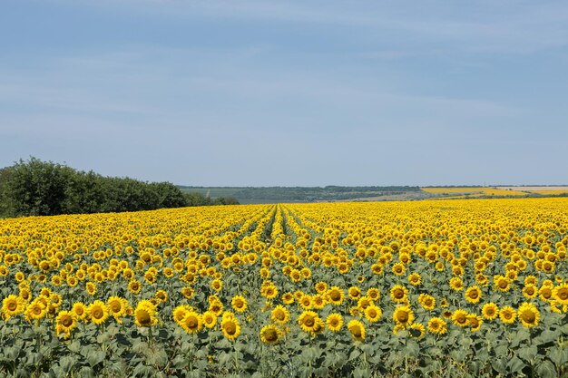 Campo di girasoli dorati luminosi al tramonto