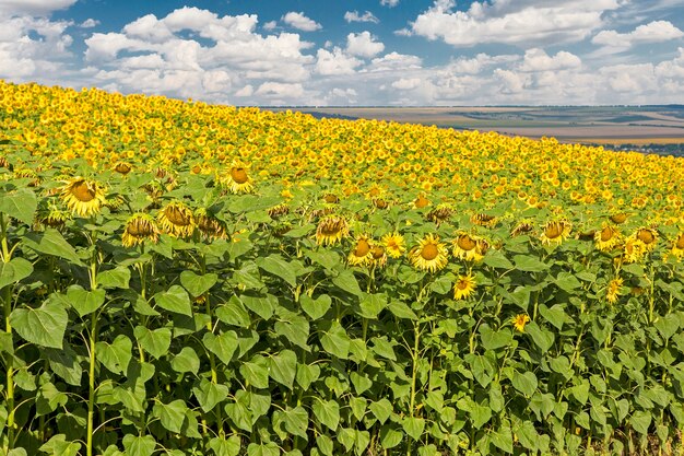 Campo di girasoli dorati luminosi al tramonto