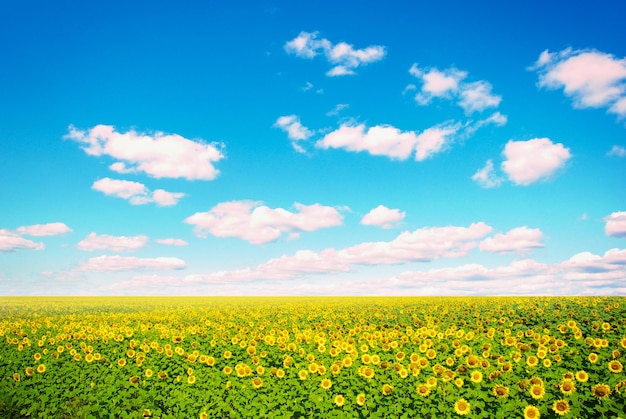 Campo di girasoli e cielo azzurro del sole