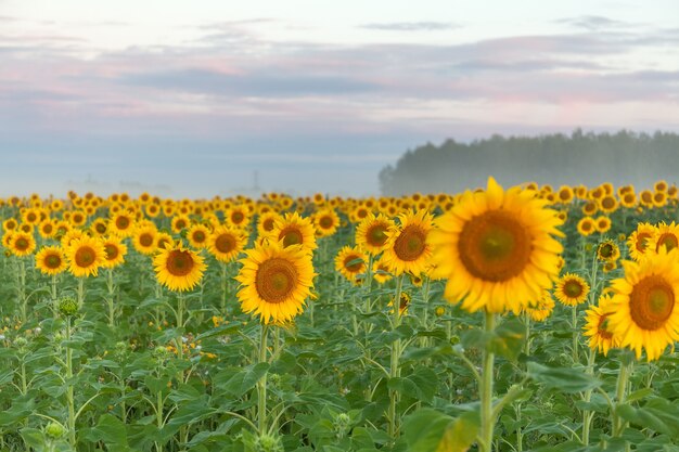 Campo di girasoli e cielo blu nuvoloso. Alba sul campo di girasoli