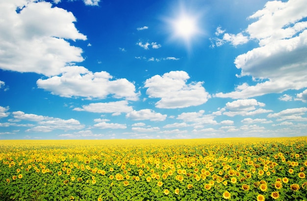 Campo di girasoli e cielo blu sole