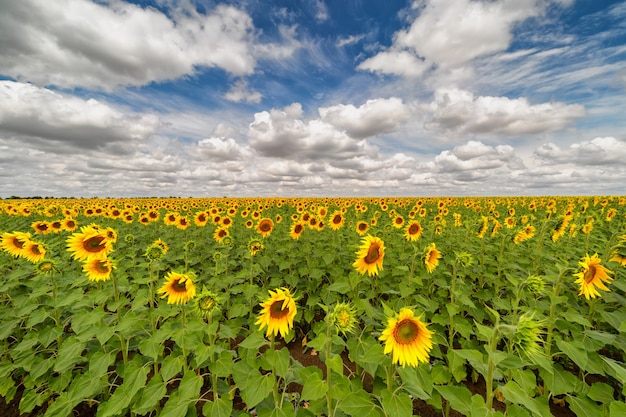 campo di girasoli e cielo con nuvole