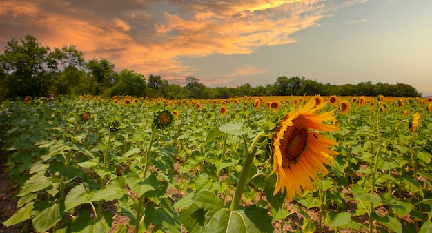 Campo di girasoli e varie volte