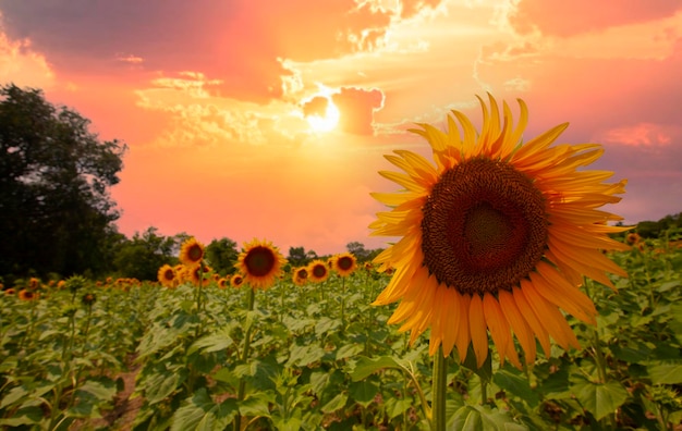 Campo di girasoli e varie volte