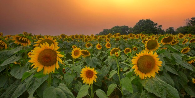 Campo di girasoli e varie volte