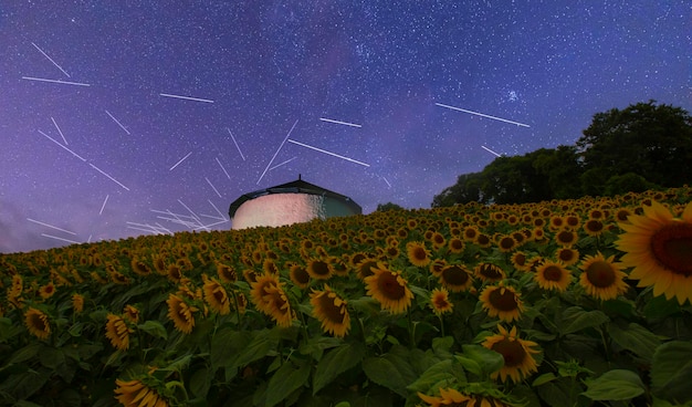 Campo di girasoli e varie volte