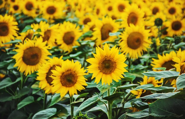 Campo di girasoli fioriti. messa a fuoco selettiva. natura