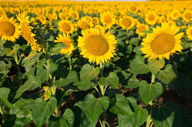 Campo di girasoli fioriti su un tramonto di sfondo