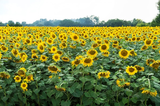 Campo di girasoli fioriti