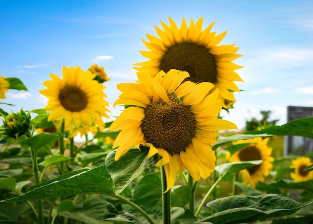 Campo di girasoli fioriti