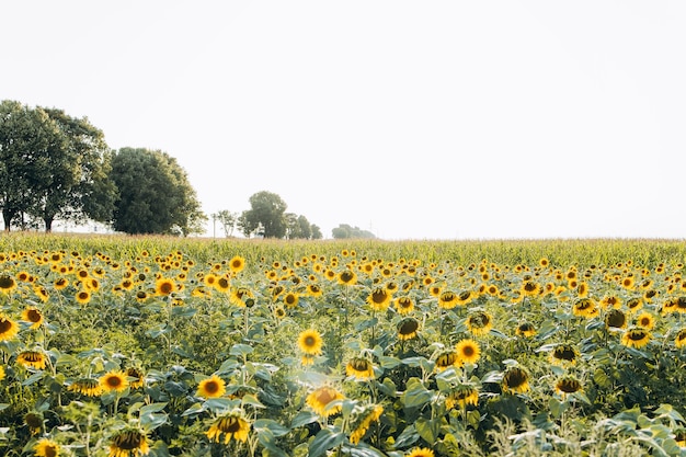 Campo di girasoli fioriti