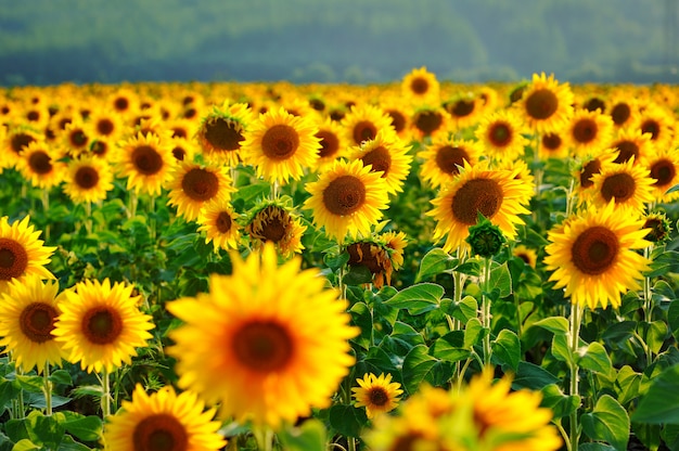 Campo di girasoli fioriti