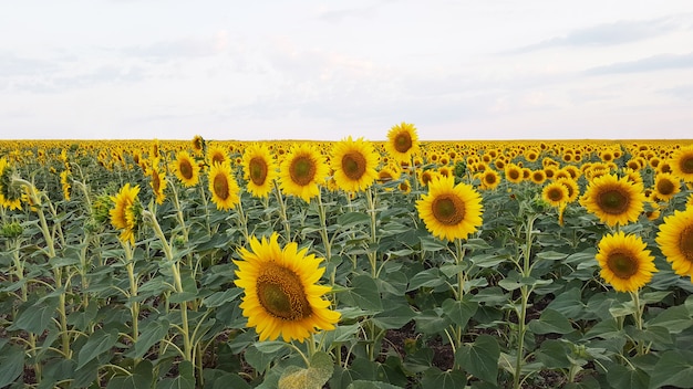 Campo di girasoli fioriti