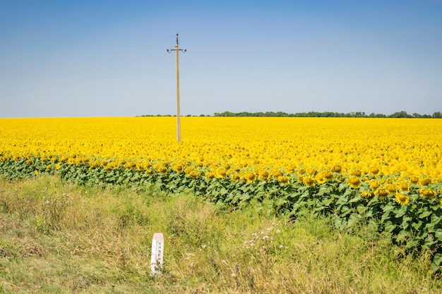 Campo di girasoli gialli Messa a fuoco selettiva