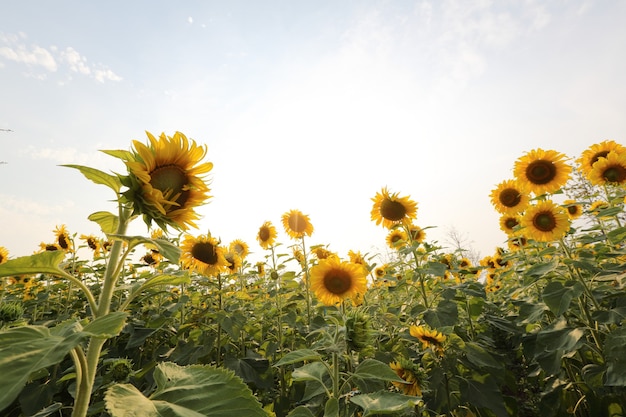 Campo di girasoli gialli