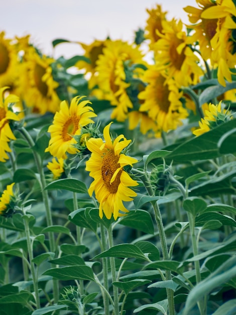 Campo di girasoli (Helianthus)