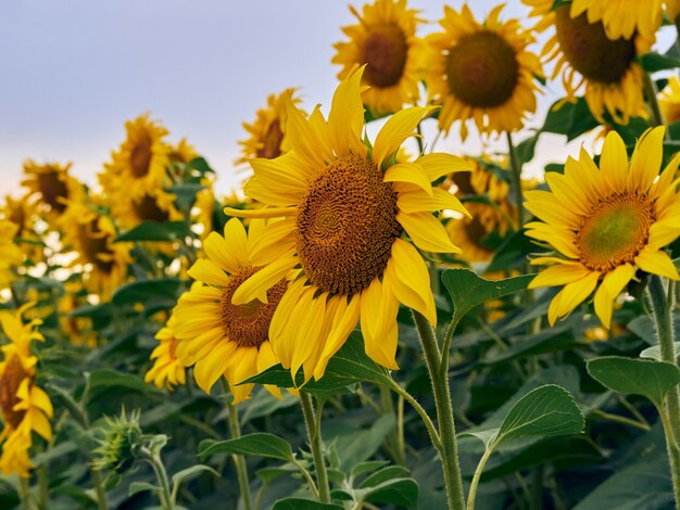 Campo di girasoli (Helianthus)