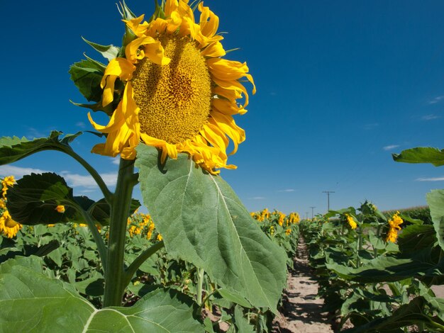 Campo di girasoli in Colorado.