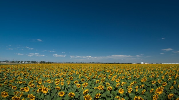 Campo di girasoli in Colorado.