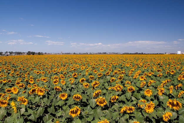 Campo di girasoli in Colorado.