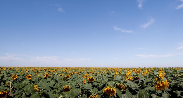 Campo di girasoli in Colorado.