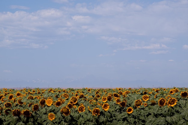 Campo di girasoli in Colorado.