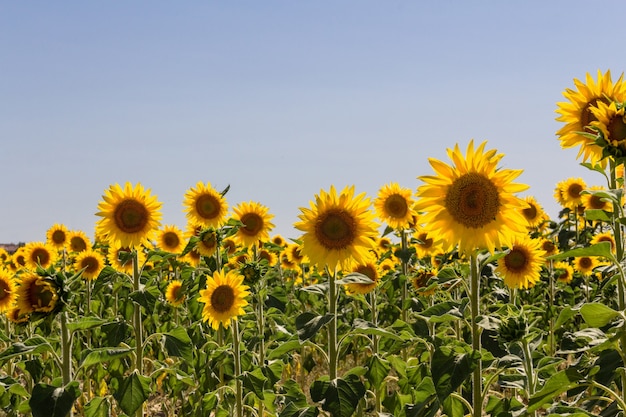 Campo di girasoli in estate Agricoltura Profondità di campo selettiva