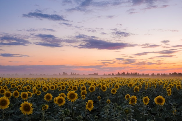 Campo di girasoli in estate al tramonto