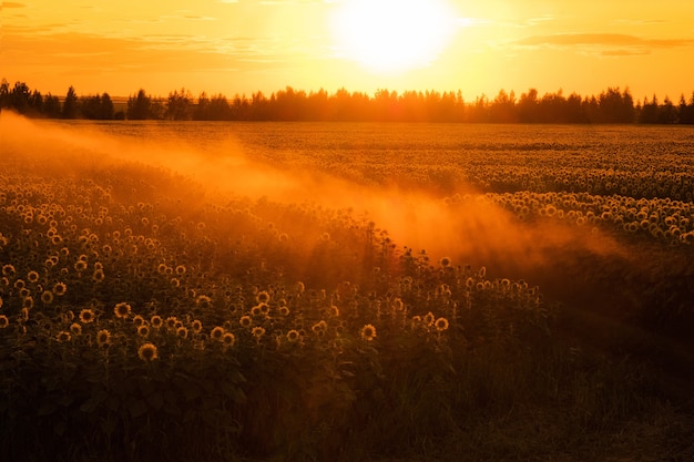 Campo di girasoli in estate al tramonto