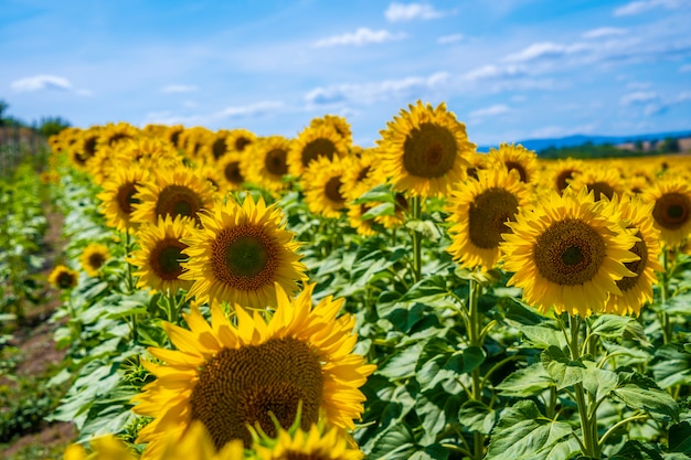 Campo di girasoli in estate aperto guardando il sole