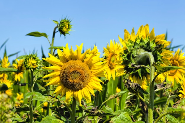 Campo di girasoli in estate, campo di girasoli durante la fioritura con tempo soleggiato, primo piano