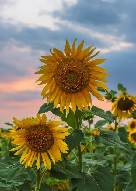 Campo di girasoli in fiore all'ora del tramonto