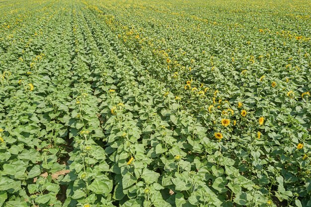 Campo di girasoli in fiore. Campo di girasoli.