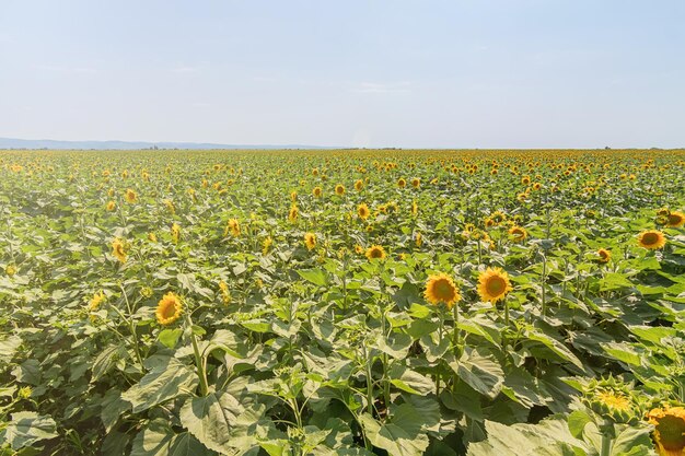 Campo di girasoli in fiore. Campo di girasoli.