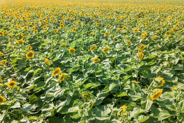 Campo di girasoli in fiore. Campo Di Girasoli.