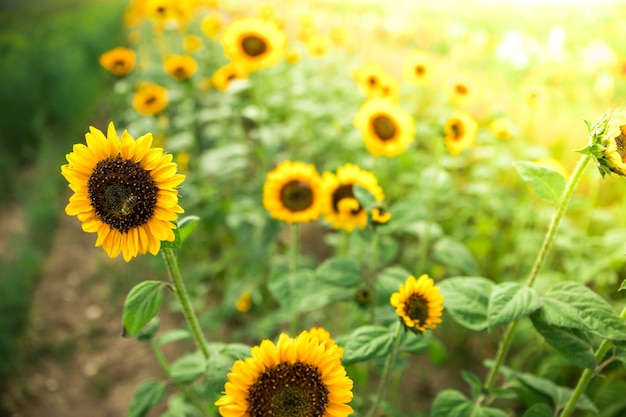 Campo di girasoli in fiore estate