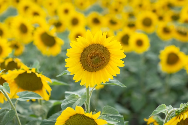 Campo di girasoli in fiore. Fonte di olio di girasole.