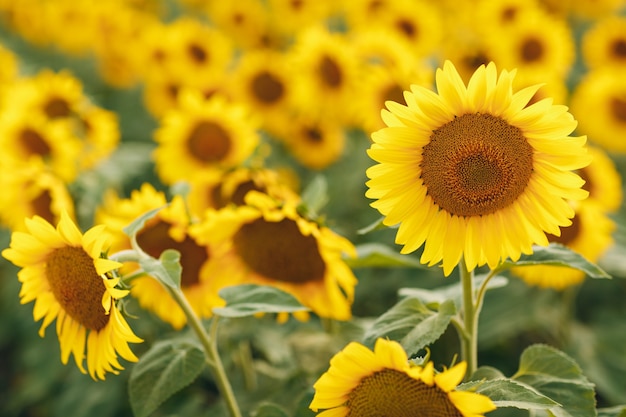 Campo di girasoli in fiore. Fonte di olio di girasole.