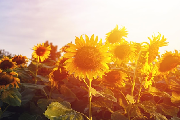 Campo di girasoli in fiore Girasole sfondo naturale