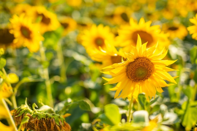 Campo di girasoli in fiore in estate in repubblica ceca