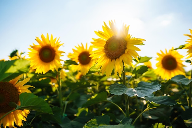 Campo di girasoli in fiore Sfondo floreale organico e naturale Agricoltura in una giornata di sole