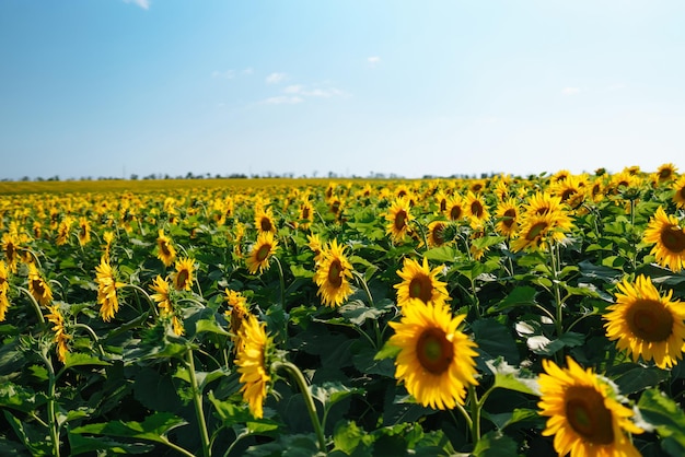 Campo di girasoli in fiore Sfondo floreale organico e naturale Agricoltura in una giornata di sole