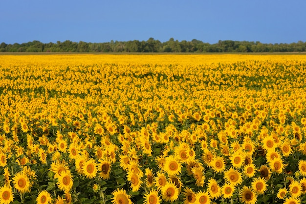 Campo di girasoli in fiore. Sfondo per il design su un tema agricolo. Paesaggio soleggiato in campagna