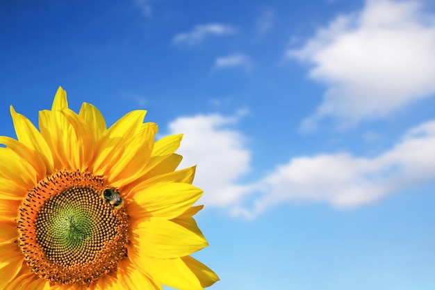 Campo di girasoli in fiore su uno sfondo azzurro del cielo