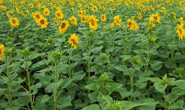 Campo di girasoli in fiore sullo sfondo blu skyTextured sfondo naturale