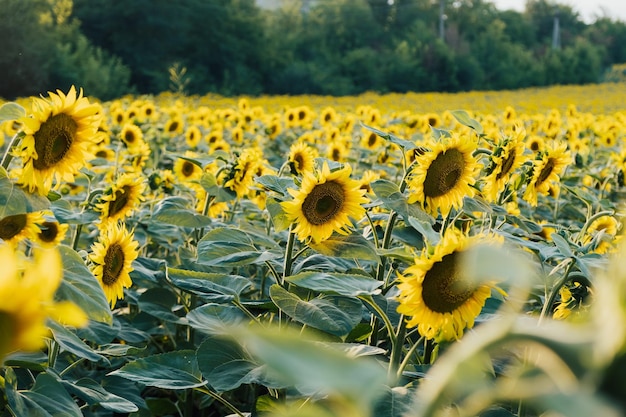 Campo di girasoli in fiore