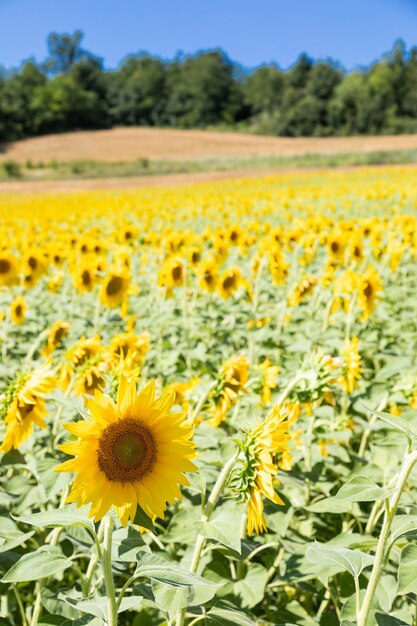 Campo di girasoli in Italia. Campagna panoramica in Toscana con cielo blu intenso.